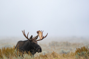 Moose in the Fog