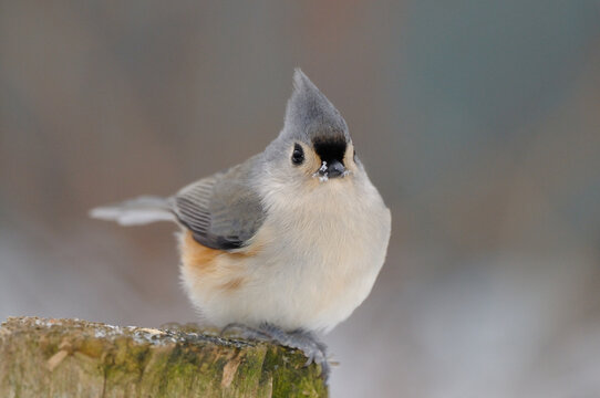 M&eacute;sange bicolore juch&eacute; sur une souche d'arbre en hiver