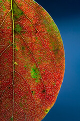 Autumn leaves, Winter foliage, Kaki leaf