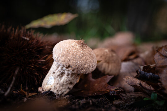 Common puffball mushroom, a species of Lycoperdon mushrooms, growing through the leaf mould of a forest floor in the Dordogne region of France