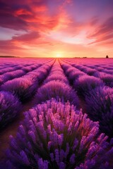 Obraz premium A field of lavender in a sunset