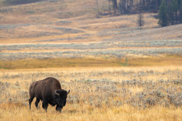 American Bison in the Valley