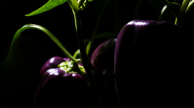 Small garden with ripe purple bell peppers