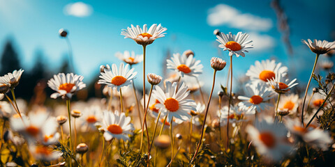 The little joys in life are often the most charming, like a field of daisies swaying in the wind. Let this picturesque scene remind you to appreciate simple joys and find beauty in everyday life. - obrazy, fototapety, plakaty