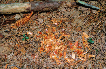 Ecureuil roux, reste d'un repas ,  pommes de pin, Sciurus hudsonicus