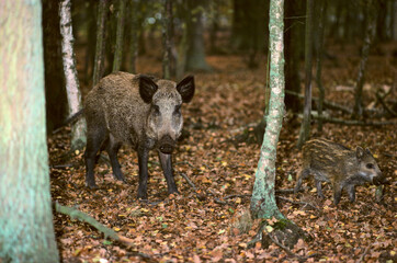 Sanglier, Sus scrofa, femelle et jeune