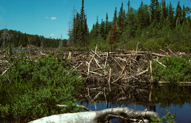 Castor, cabane , barrage, Castor fiber © JAG IMAGES