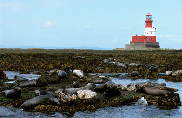 Veau marin, Phoca vitulina, réserve nation iles Farne  Ecosse  Grande Bretagne © JAG IMAGES