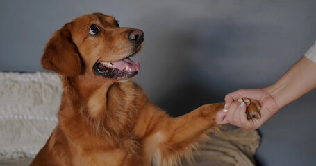 A Golden Retriever dog gives a paw to its young woman owner. A dog trainer teaches a dog commands. The dog gives a high five.