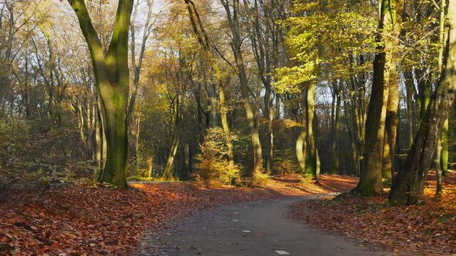 Cycle path in a beech forest in autumn during sunset. pan.