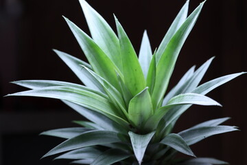 Tip of pineapple that can be sown on the soil to get a new plant
