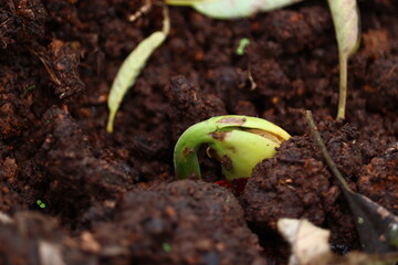 Beans in the stage of germination sprouting from the ground. Brown soil growth