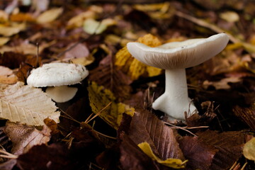 Grzyb jesienią © Odkrywca_Kadrow