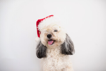 portrait of a funny white dog in a red Santa Claus hat, happy Christmas, a pet in a hat