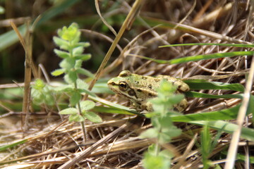Grenouille verte en gros plan au milieu des herbes