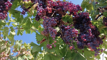 Lush clusters of grapes ripening on their age-old vine, showcasing the abundance of nature as the...