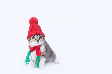 Kitten in Santa Claus xmas red cap. Kitten with knitted red scarf and red hat. Happy New Year 2024. Greeting card. Copy space. Santa's helper. Christmas Cat card. Santa Cat