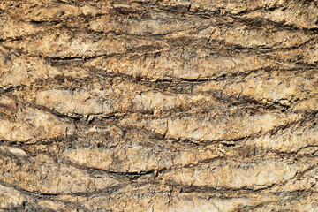 Palm tree bark texture. Coconut tree trunk. Dried palm. Brown dried leaves of a palm on tree bark....