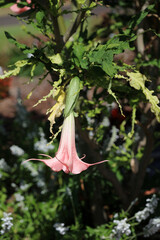 Macro image of a pink Angel's Trumpet flower, Sydney New South Wales Australia
