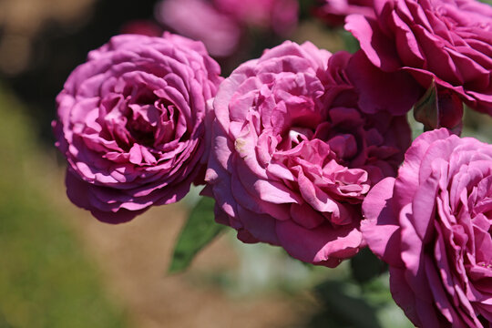 Macro image of purple Rose blooms, New South Wales Australia
