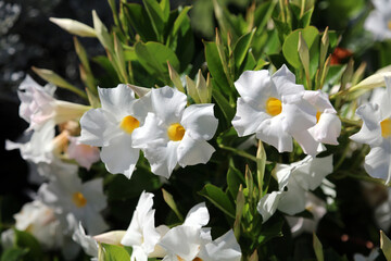 Obraz na płótnie Canvas White Dipladenia blooms, New South Wales Australia 