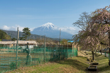 scarecrow on farm near cherry blossom tree and mount Fuji