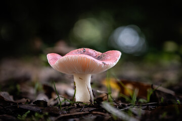 Russula persanguinea mushroom, a species of Russulas, growing through the leaf mould of a forest floor in the Dordogne region of France