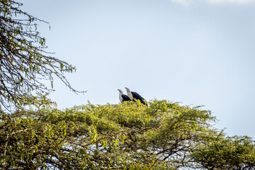 African fish eagles on Crescent Island