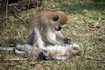 Vervet monkey doing Kung-fu on Crescent Island
