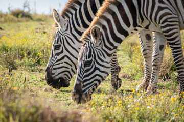 Fototapeta na wymiar zebras eating grass on Crescent Island