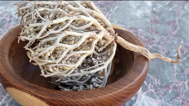 rose of Jericho, Anastatica in brown wooden plate on blue marble, pan, close, HD, 24fps
