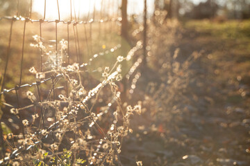 Rustic fence line in perspective with copy space