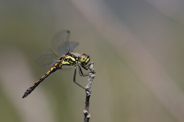 black meadowhawk perched on a little branch
