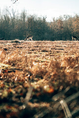 An outdoor park in Manchester, England on an Autumn day