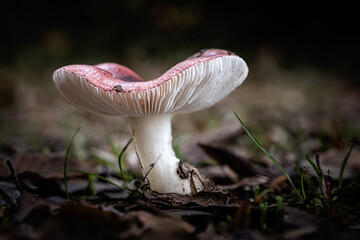Russula persanguinea mushroom, a species of Russulas, growing through the leaf mould of a forest floor in the Dordogne region of France