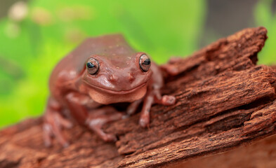 An Australian tree frog sits on the bark of a tree. The frog turns around and looks at the camera.