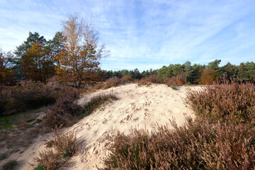 Béorlots sand dunes in Fontainebleau forest