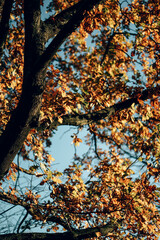 Autumn coloured trees in a park in England in early winter