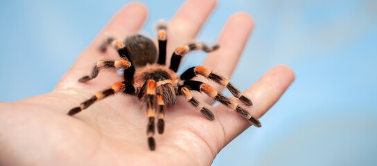 Tarantula spider on a man's hand close up. Tarantula spider as a pet.