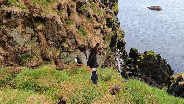 Atlantic puffins (Fratercula arctica, common puffin), kittiwakes gulls (Rissa) and other seabirds nesting on rocky and grassy  cliffs of Hafnarh&oacute;lmi marina in Borgarfj&ouml;r&eth;ur Eystri, Iceland.