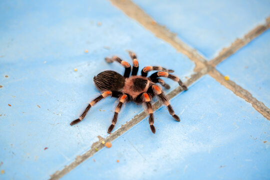 Tarantula spider close-up on the floor in the house. Tarantula spider as a pet.