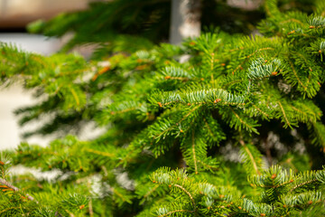 Fir branches close-up. Coniferous trees in the forest. Winter Christmas background. Christmas background, beautiful nature