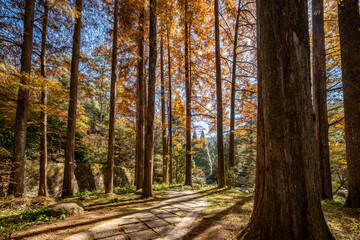 Fototapeta premium Autumn maple leaf landscape