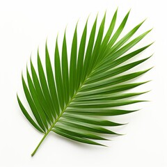 Exquisite Tropical Palm Leaf: Nature's Beauty Unveiled on a Pure White Canvas! Generative AI
