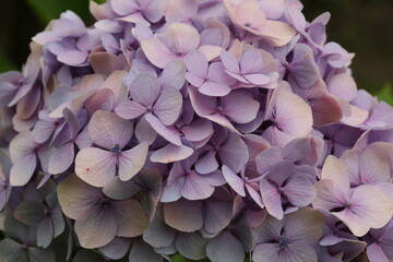 Purple Hydrangea Flower in bloom, also known as Hortensia flower