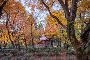 Autumn maple leaf landscape