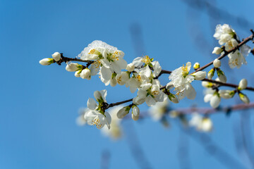 blooming tree