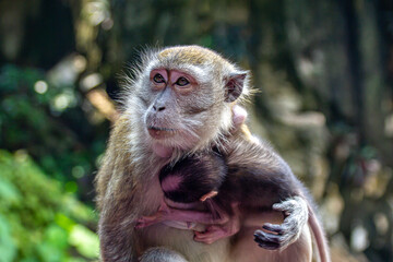 Lovely and cute monkey mother and baby hugging and caring to each other at the Batu Caves, Kuala Lumpur, Malaysia.