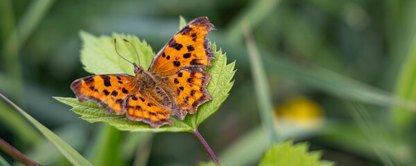 Comma Butterfly Polygonia c-album Family Nymphalidae in Spreewald biosphere reserve between Dresden and Berlin in Brandenburg state in Germany