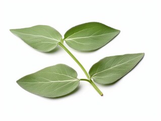 Obraz premium Discover the Freshness: Close-Up of Two Vibrant Sage Leaves Generative AI